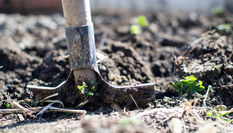 gardening in simcoe